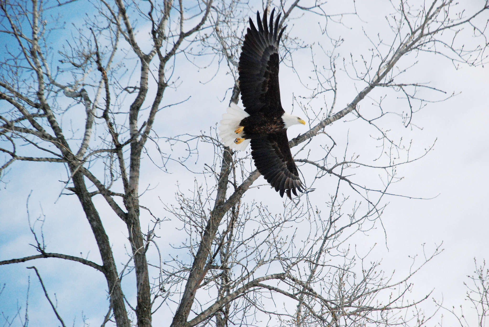 OutWiGo To Sauk Prairie For The 36th Annual Bald Eagle Watching Days